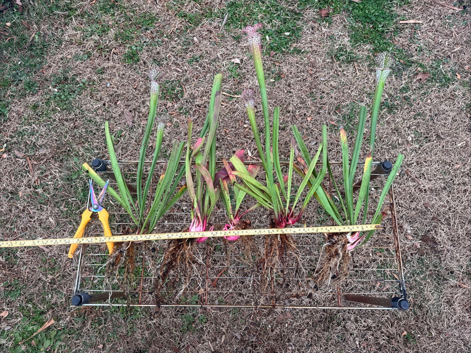 Sarracenia leucophylla Milton Santa Rosa FL Fall Division - Large