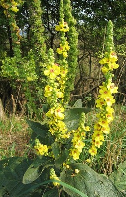 DUNKLE KÖNIGSKERZE - VERBASCUM NIGRUM 25+ SAMEN E 408