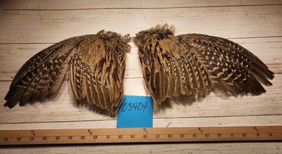 Pair Of Ringneck Pheasant Wing Open Lot 03424
