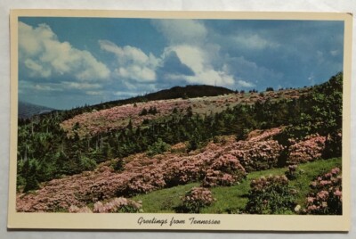 Rhododendron In Full Bloom Throughout The Southern Appalachian Mtns. PC (I1)