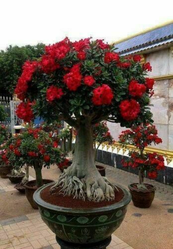 ADENIUM OBESUM - DESERT ROSE MIX, 5 SEMI SELEZIONATI - Foto 1 di 2