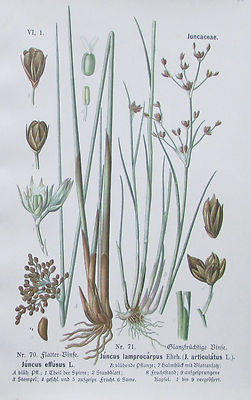 1889 FLATTER BINSE alter Druck antique print Litho Botanik Heu Pferdeheu