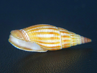 MITRA ''VEXILLUM'' SANGUISUGUM TRANSPOSITA: THE ONLY ONE ON EBAY @ 25.91MM!
