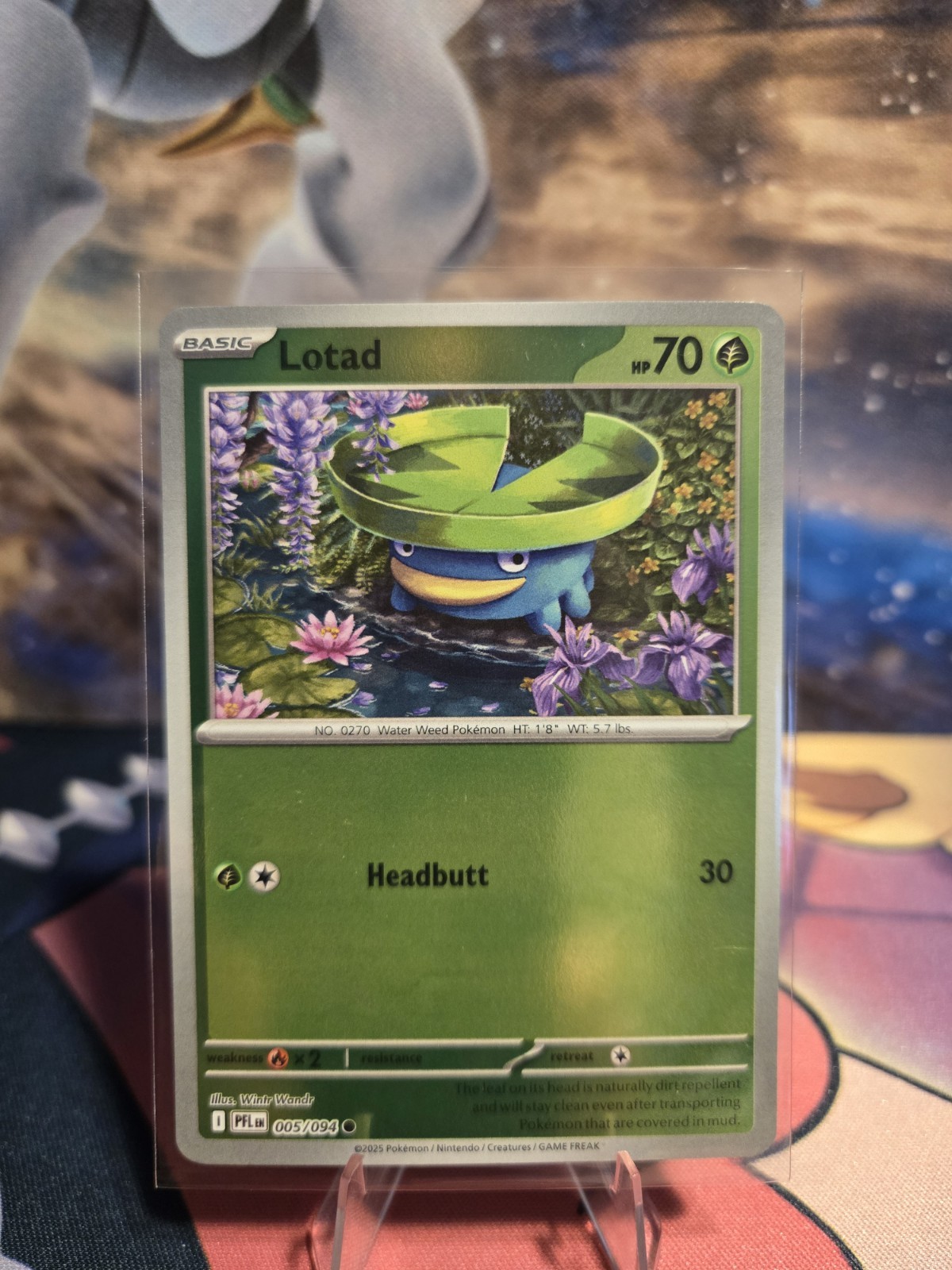 Lotad 005/094 Me02: Phantasmal Flames Reverse Holo NM