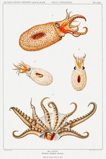 14359.Decoration Poster print.Room wall art.Squid illustration.Marine life