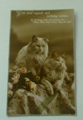 B361 Mit freundlichen Grüßen & Geburtstagswünschen KATZEN Echtfoto Postkarte 1923