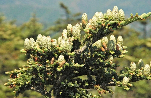 20 FRASER FIR Tree Abies Fraseri Christmas Tree Southern Balsam Fir Native Seeds - Picture 13 of 16