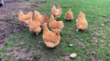 X6 Buff Orpington Farm Fresh Eggs - Not live animals
