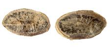 1-5/8 Inch - Mazon Creek PALAEOCARIS TYPUS SHRIMP Fossil 201