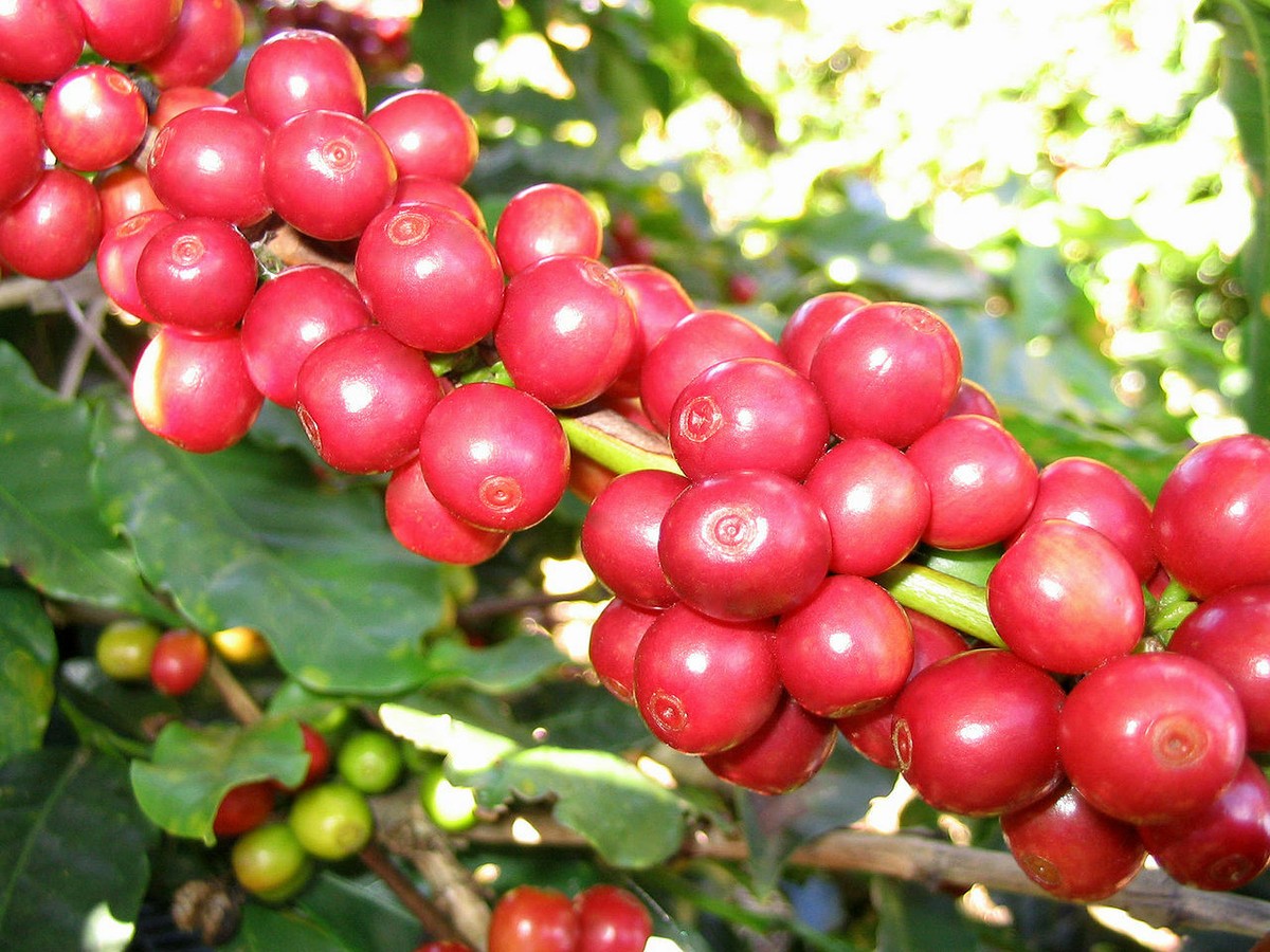 Arabian Coffee Shrub, Coffea arabica, Seeds (Showy, Edible, Evergreen,  Fragrant) | eBay