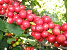 Arabian Coffee Shrub, Coffea arabica, Seeds (Showy, Edible, Evergreen, Fragrant)