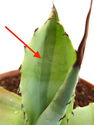 Agave bovicornuta X Agave utahensis (Mr Corsi) VARIEGATED - Variegated hybrid ag
