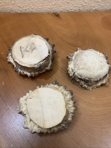 3 Moose Antler Burr /totally Solid Bone For 3-D Carving Or Crafts
