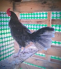 10+ Blue Hennie Aseel Oriental hatching eggs chicken 