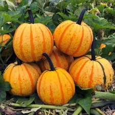 10 Fireball Pumpkin Seeds for Planting Vibrant Color Looks Like a Ball of Fire
