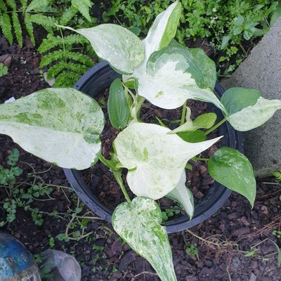 Alocasia Cucullata Variegated Marble Plant Free Phytosanitary