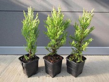 3er Paket Mammutbaum Urwelt-, Küsten-, Riesenmammutbaum Pflanzen 20-40cm