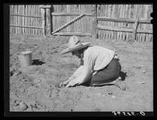 8" x 10" Photo Mrs. Faro Caudill settling out cabbage plants in her garden. Pie