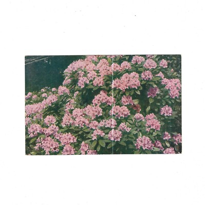 jumbo thuja Junior Giant Thuja Tree