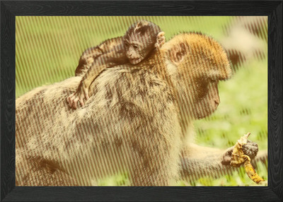 Barbary Makaken Gerahmtes Wandbild Poster Leinwanddruck Bild
