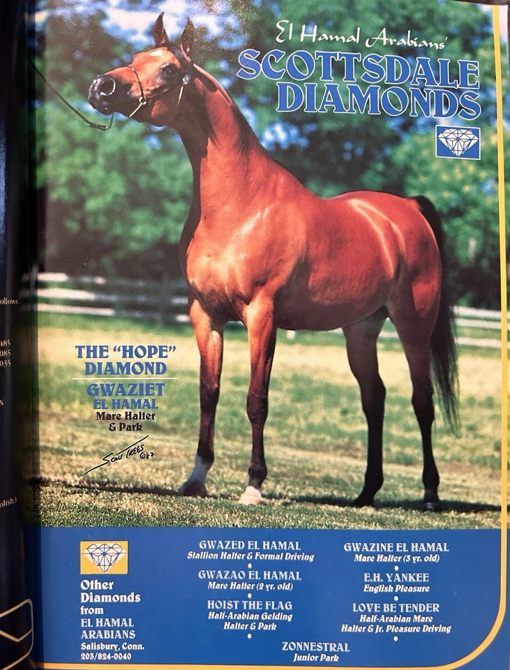 Arabian Horse Times Magazine Spanish Issue 💌 January 1988 Vintage - Image 4 of 4