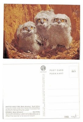 Postkarte - Gefleckter Uhu Eulen nistend - Südafrika unbespielt