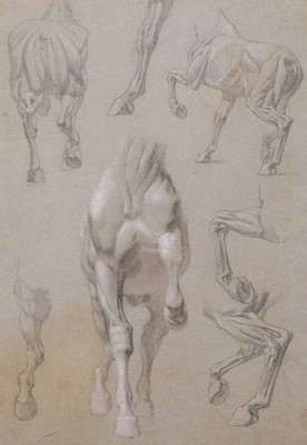 French Drawing Animal Study Horse Anatomy Ecorche by Isidore Rosa BONHEUR