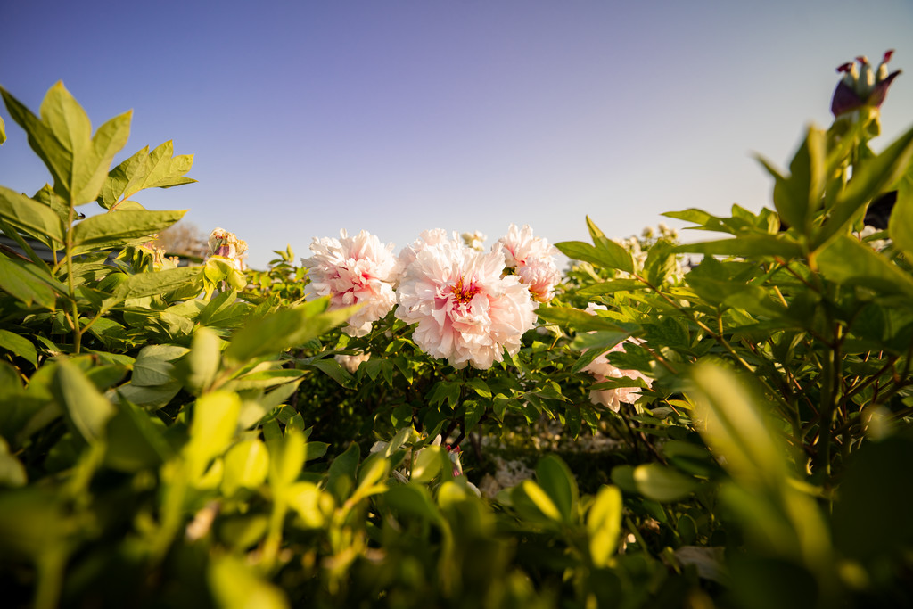7artisans 15mm f4 Ultra-Wide Manual Focus min. distortion FF Lens for Leica L