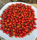 TOMATO CERISE 10 x Seeds Grow HEIRLOOM CHERRY TOMATOES SWEET CLIMBING