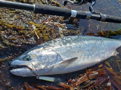 DAIWA KAMUY RANKE TAM 121 XH White spotted char Cherry salmon rod