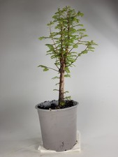 Dawn Redwood Starter Bonsai Tree | Metasequoia Pre Bonsai | Fast Growing Outdoor