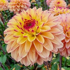 1 "Gelia" Decorative Dahlia - Large Tuber - US Seller