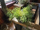 DANCING BONES Hatiora Salicornioides Cactus Plant — photo 2