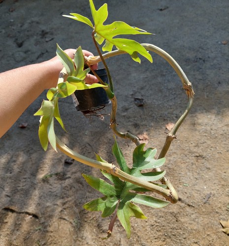 Philodendron mayoi –