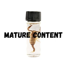 One Wet Black Indian glows under UV Taxidermy Entomology Scorpion wet specimen