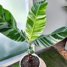 Banana Musa Florida Variegated Free Phytosanitary Certificate