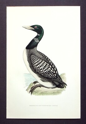 WHITE BILLED DIVER, YELLOW BILLED LOON original antiker Vogeldruck, MORRIS, 1897