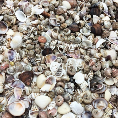 Extra Tiny Mix Sea Shells, Very Small & Clean, 8 OZ , 1/4 ~ 1/2" - Picture 2 of 2