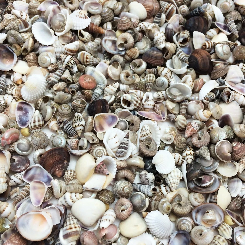 Extra Tiny Mix Sea Shells, Very Small & Clean, 8 OZ , 1/4 ~ 1/2" - Image 2 of 2