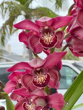 Cymbidium Barrita Pillar 'Claret'  1 Gallon Pot