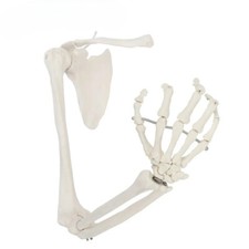Scapola manuale modello osso arto superiore 1:1 clavicola modello scheletro flessibile insegnamento