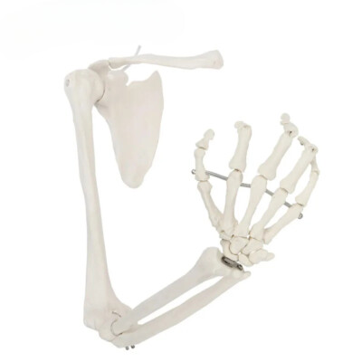 1:1 Upper Limb Bone Model Hand Scapula Clavicle Flexible Skeleton Model Teaching