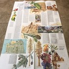 1974-6 June CALIFORNIA NEVADA CA NV National Geographic Map San Francisco — photo 6