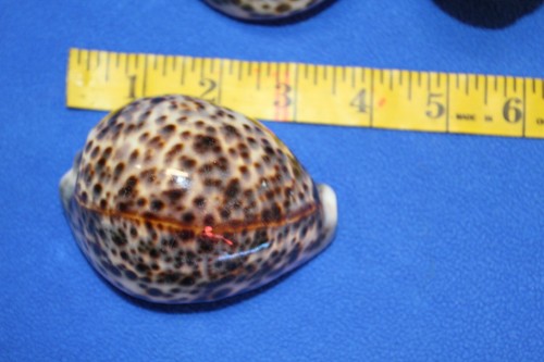 Große Tiger Kaurimuscheln / große Kaurimuscheln, 3 Zoll plus, SS-134 - Bild 12 von 12