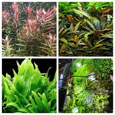 Plant Variety Pack 7 PLANTS Java Fern Amazon Sword Jungle Val Aquarium Plants ✅