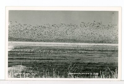 RPPC - Flock of Birds Taking Flight, Tulelake, California 1950s Postcard
