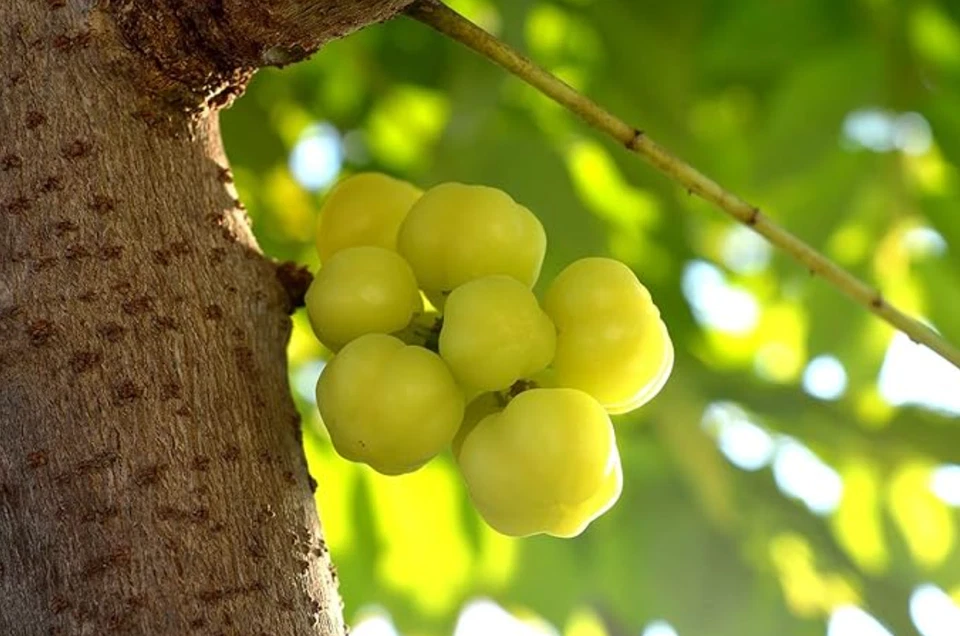 Árbol Star Gooseberry - Planta viva de 1 pie de alto en maceta de un galón - Sin envío a HI Foto 4 de 4
