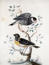 TWO EXOTIC BIRDS J. Bronckhorst Tile Mural Kitchen Backsplash Marble Ceramic