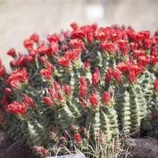 Claret Cup Cactus 'Alamogordo' (E. triglochidiatus x) COLD HARDY