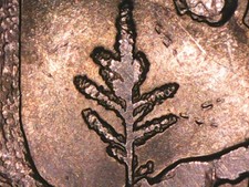  on The Hot Collector